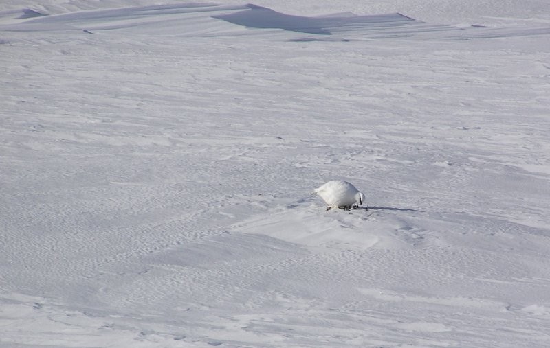 Click for the original image